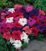 Петуния грандифлора Лупо Микс